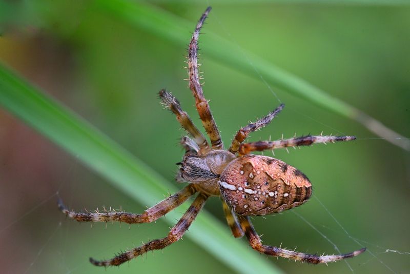 Araneus diadematus крестовик обыкновенныйphoto preview