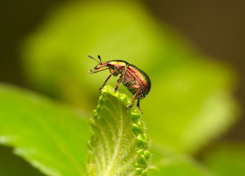 трубковёрт берёзовый, byctiscus betulae, ринхитиды, rhynchitidae, жук На пьедесталеphoto preview
