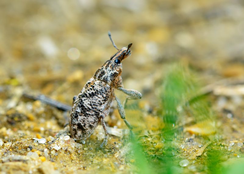 долгоносик-клеон подбеленный, долгоносик мраморный, cyphocleonus dealbatus, долгоносики, curculionidae, жук Мечтательphoto preview