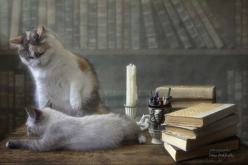 кошки, котята, постановочное фото, котята, библиотека Воспитание с младых  когтейphoto preview