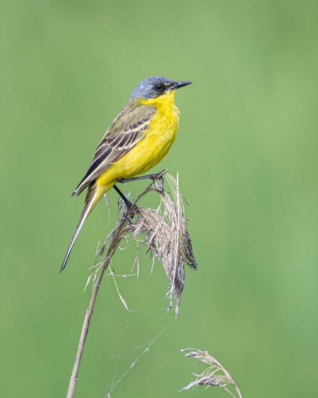 желтая трясогузка, трясогузка, птицы photo preview