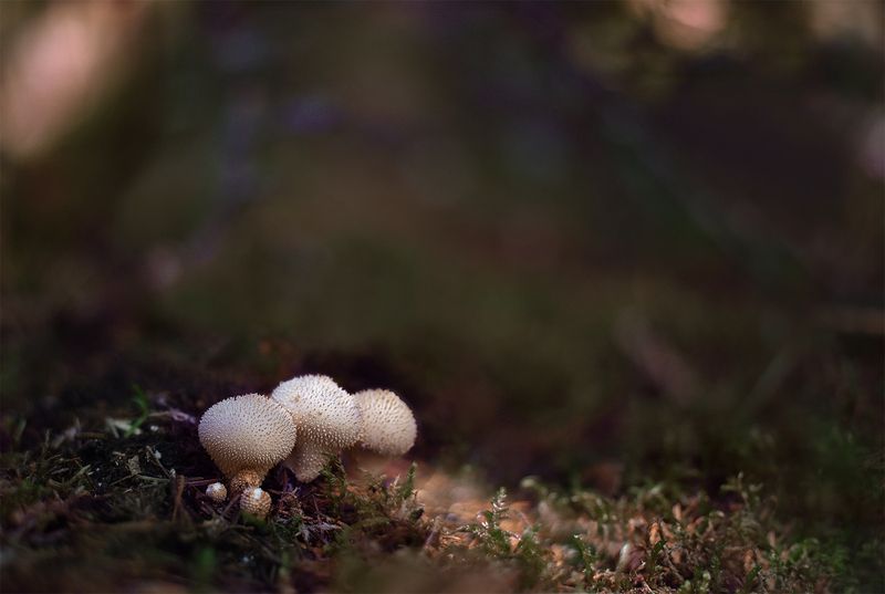 Дождевикиphoto preview