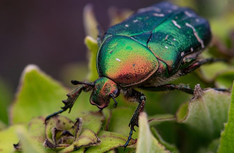 Cetonia aurataphoto preview