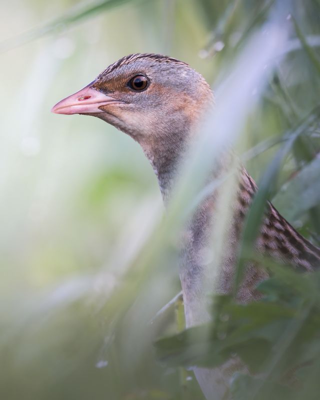 Коростель (Crex crex) photo preview