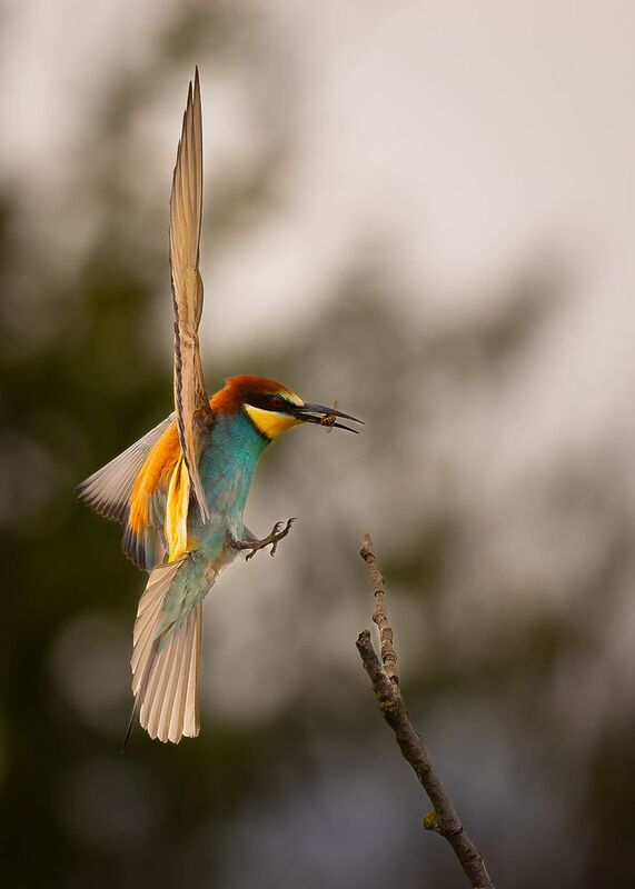 Bee-eater фото превью