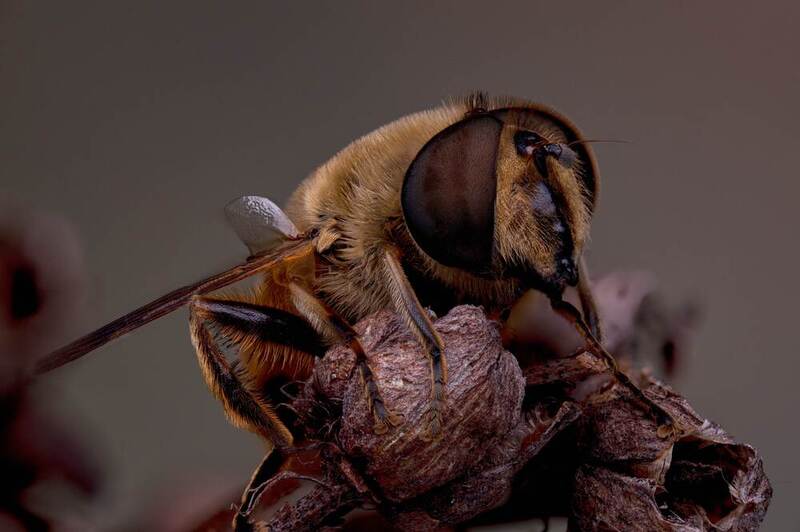 Энтомофаунаphoto preview