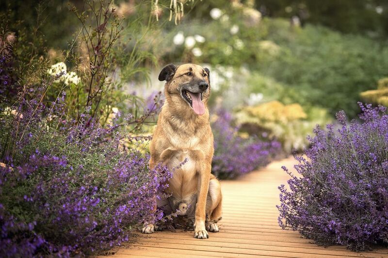 Денвер в поиске семьи и домаphoto preview