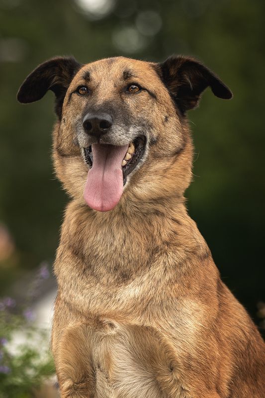 Денвер в поиске семьи и домаphoto preview