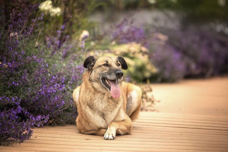 Денвер в поиске семьи и домаphoto preview