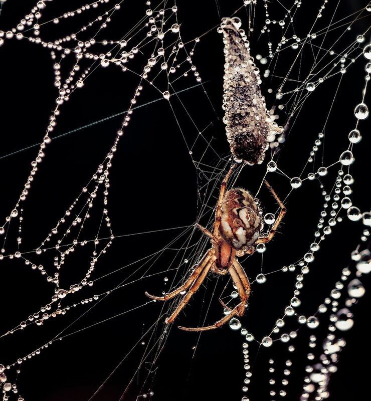 Ловушка хищника фото превью