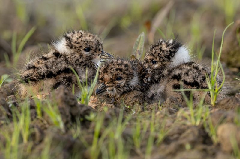 чибис, птенец, чибисята, чибисенок, птицы photo preview