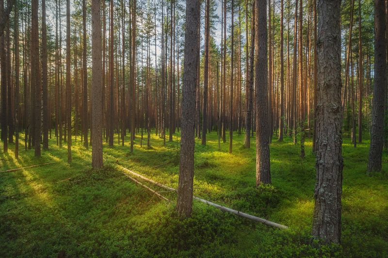 санкт-петербург ленинградская_область весна лес Свет и сосныphoto preview