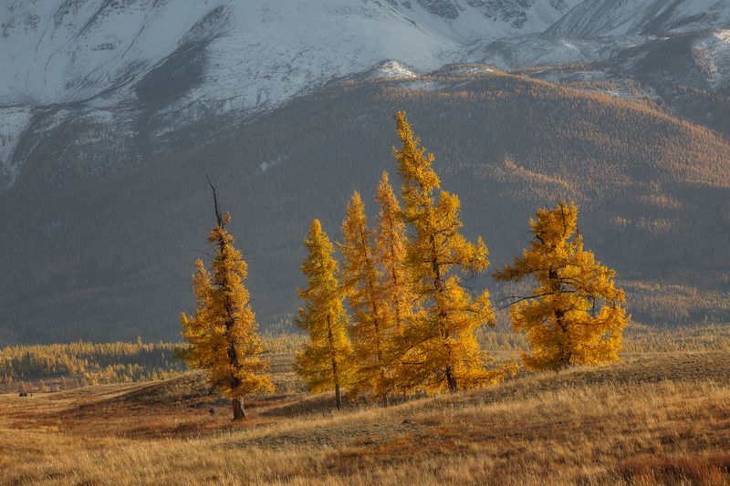 Золото Алтая фото превью