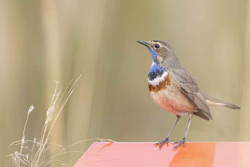 варакушка, птицы Варакушкаphoto preview