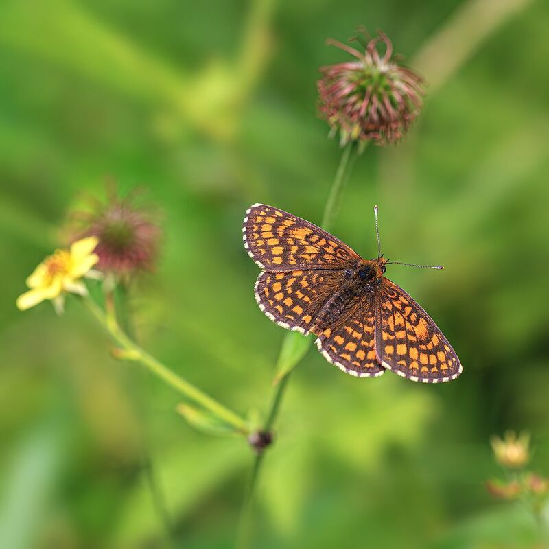 насекомые, бабочка, шашечница, лето, июнь Шашечница фото превью