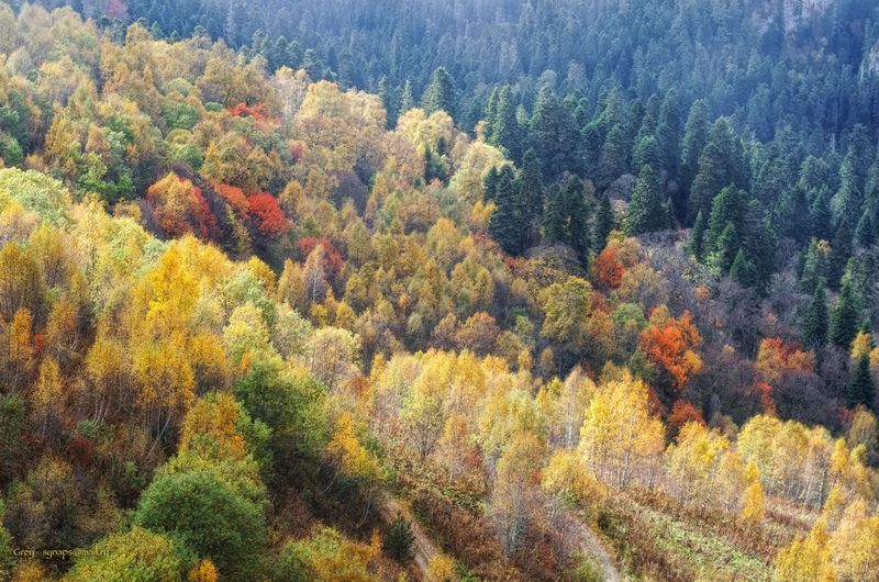 осень горы лес Осень на Малых Бамбакахphoto preview