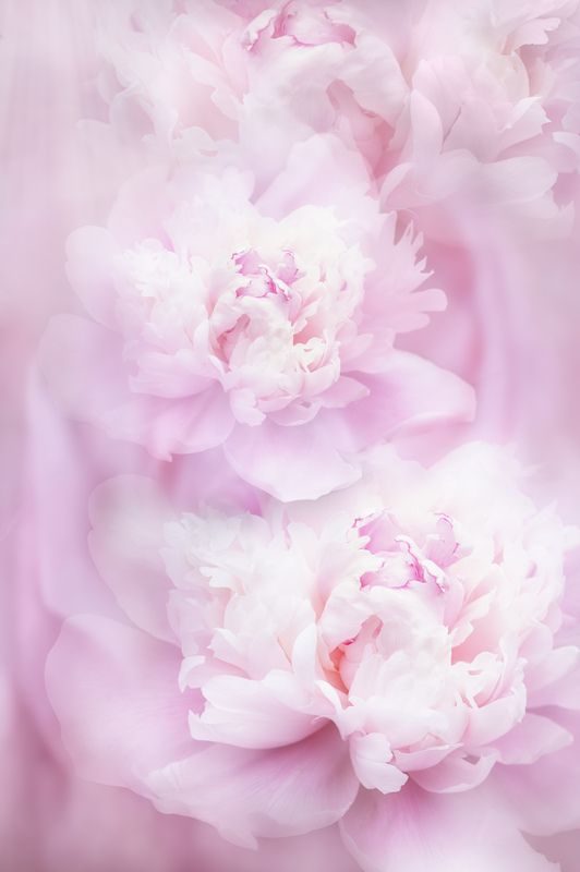 Пионы фото превью