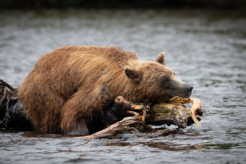 медведь, зверь, хищник, Камчатка, озеро О чем мечтают медведи?photo preview