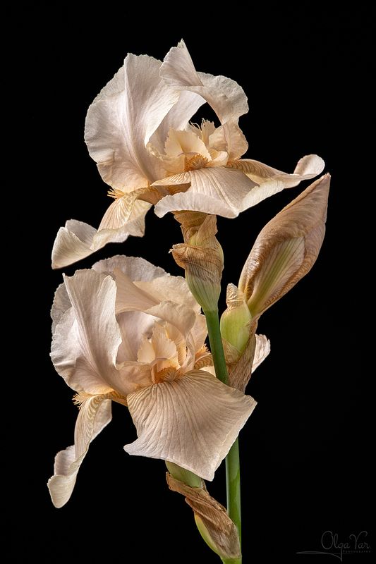 ирис, цветок, цветы, флора Ирисыphoto preview