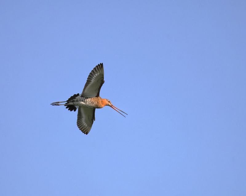 птицы, фотоохота, природа Большой веретенник фото превью