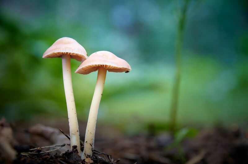 грибы Грибочкиphoto preview