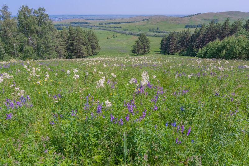 башкирские луговыеphoto preview