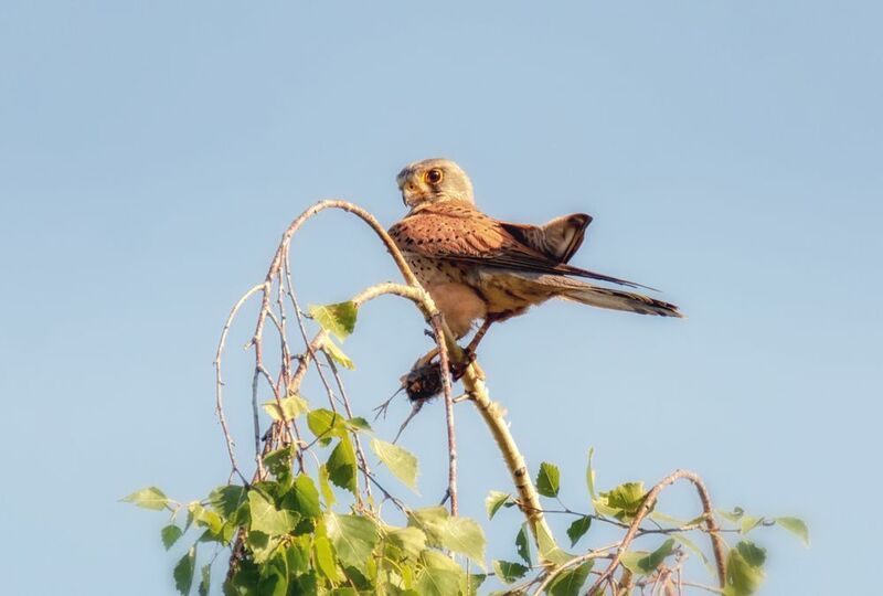 пустельга, самка, самец, добыча, Пустельга (4 ФОТО)photo preview