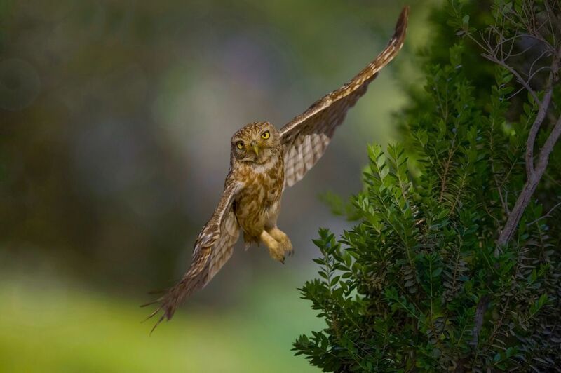 Little owl  фото превью