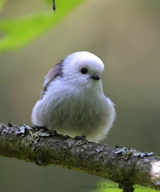 Ополовнички фото превью