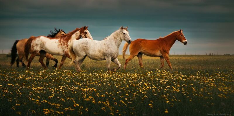 texas, horse, horses, outdoors, nature, usa, plains, flowers, storm, clouds, wildflowers Four hooved friends (Четыре копытных друга)photo preview