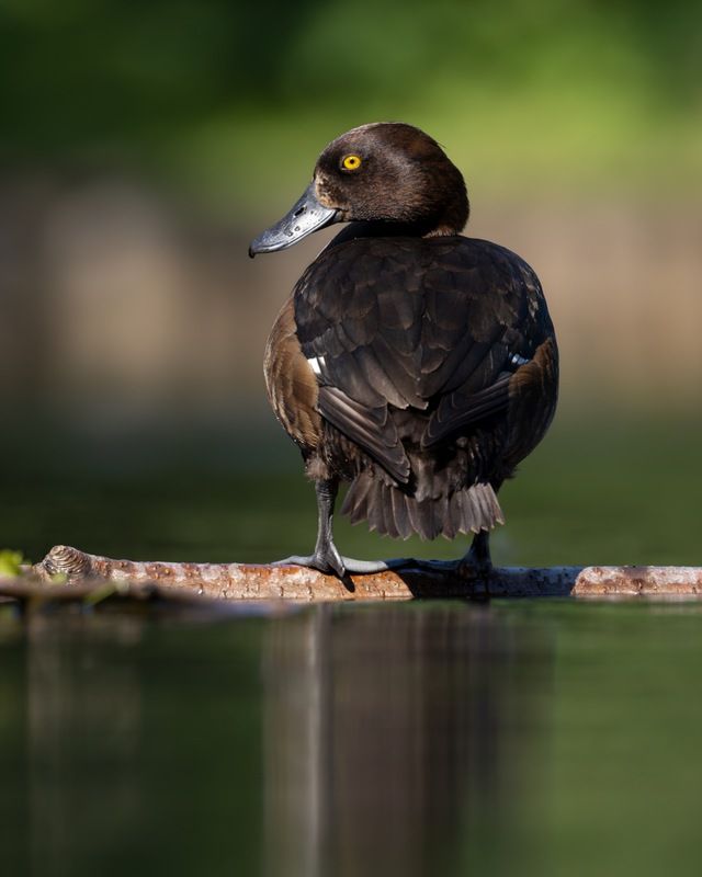 нырок, хохлатая чернеть, утка, птицы photo preview