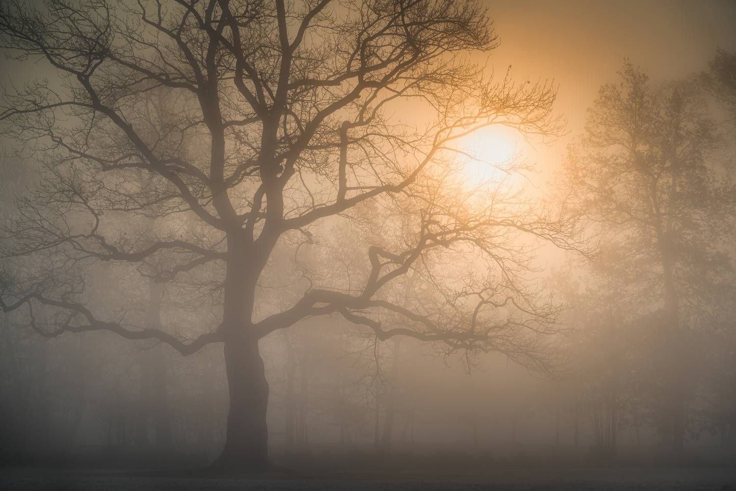 Туманный Рассвет. Автор: Ожерельев Андрей утро., осень., прага., чехия., туман., солнце., деревья., природа., пейзаж., путешествия., небо., рассвет., Ожерельев Андрей
