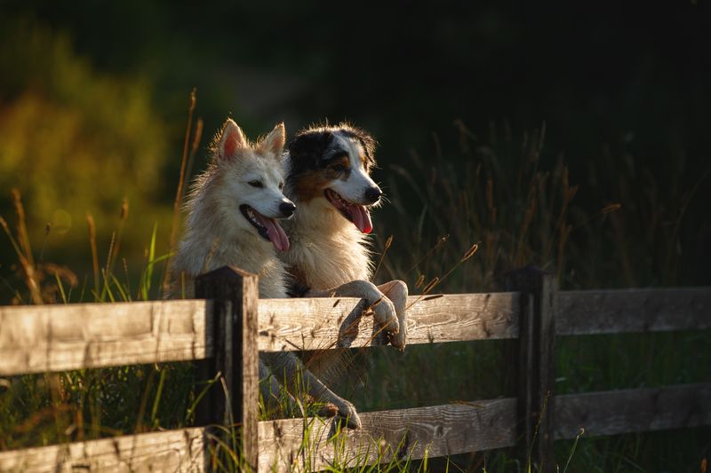 Где-то там овечкиphoto preview
