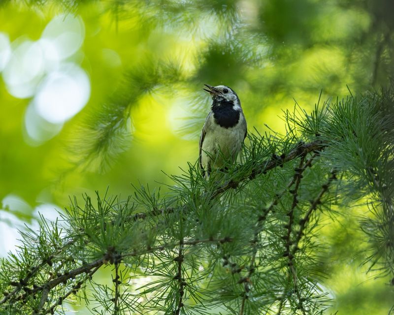 белая трясогузка, трясогузка, птицы Белая трясогузкаphoto preview