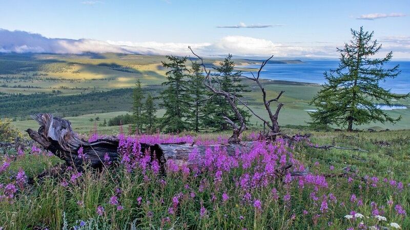 монголия, горы, лето, вечер, кипрей, озеро Вечерелоphoto preview