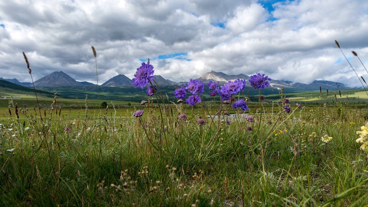 Луга Монголии. Автор: Юрий Мальцев , Юрий Мальцев