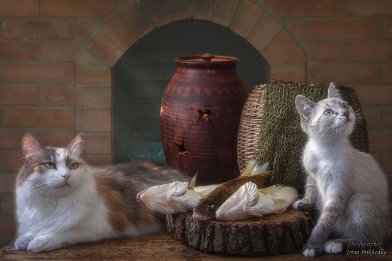 постановочное фото, кошки, котята, рыба, улов, натюрморт Питомцы рыбакаphoto preview