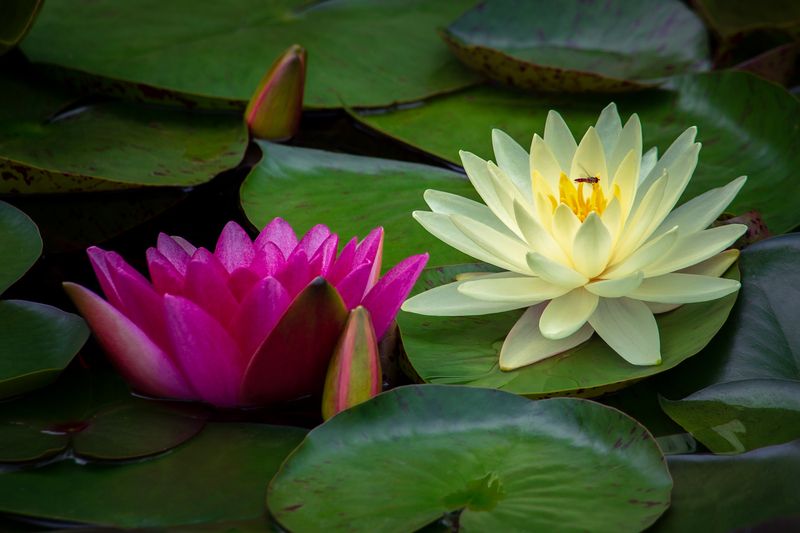 Жизнь на воде.photo preview