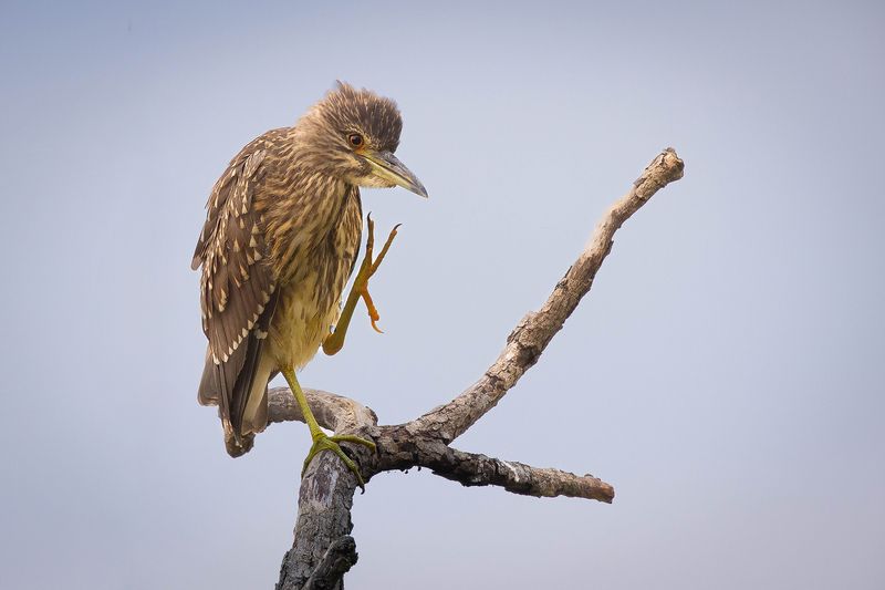 Квакваphoto preview