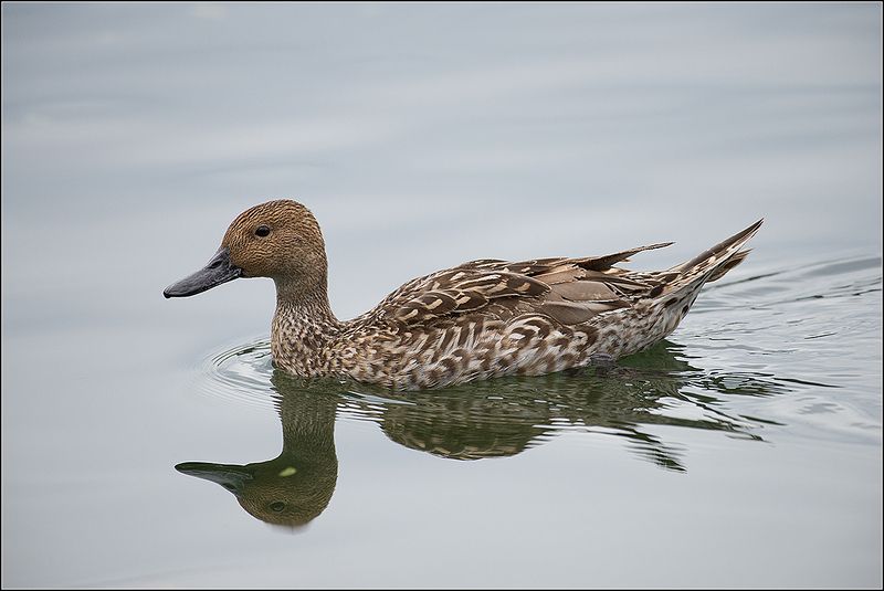 москва, парк, пруд, шилохвость, утка *****photo preview