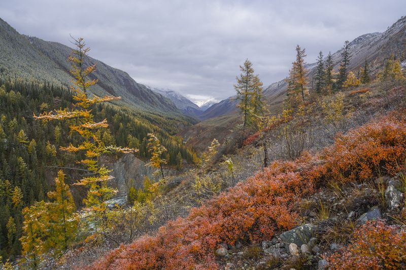 россия, горный алтай, осень, осенние краски, каньон реки чуя, склон каньона, утро Краски осениphoto preview