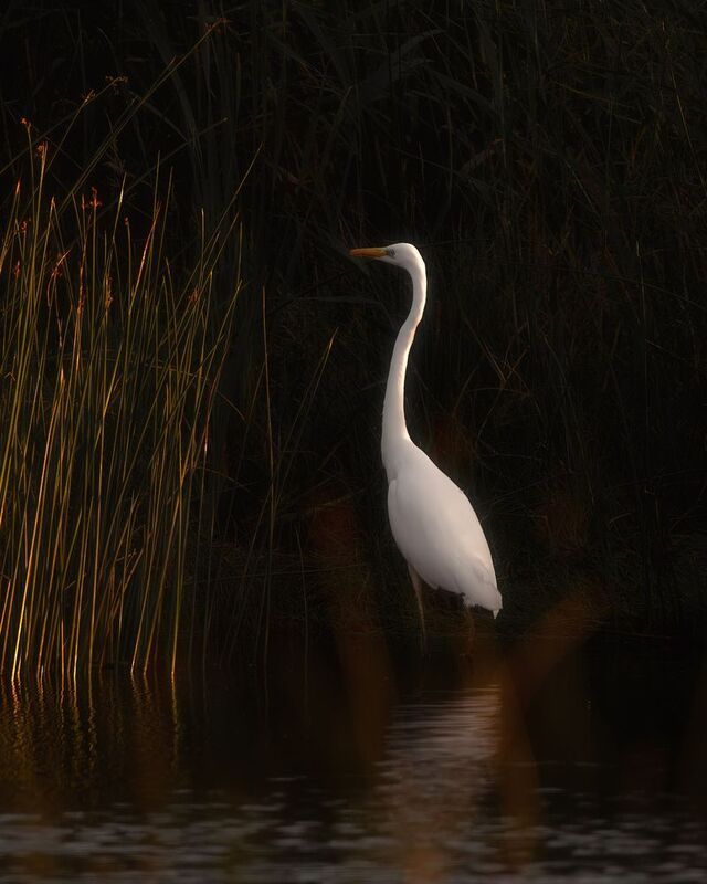 цапля, птички, фотоохота ***photo preview