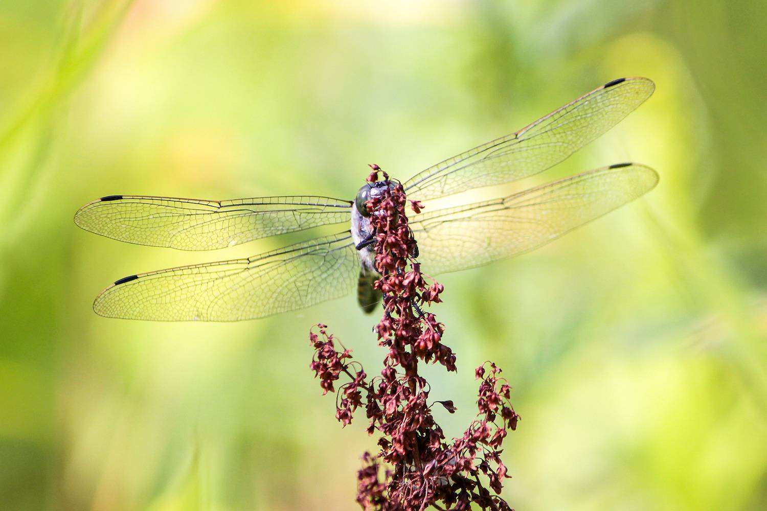 стрекоза, стрекоза кроваво-красная, сжатобрюх кроваво-красный, стрекоза кровяная, sympetrum sanguineum, КарОл