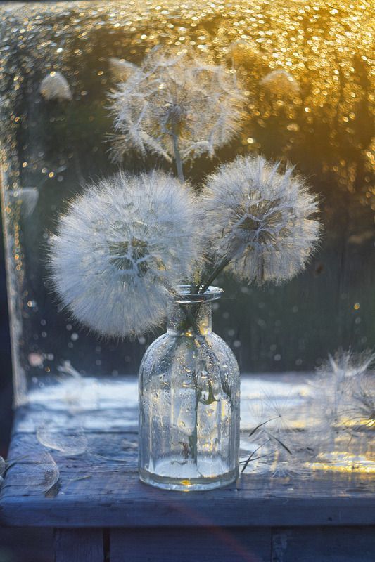 одуванчики, большие, козлобородник, боке,закат солнца Любимые пушистики фото превью