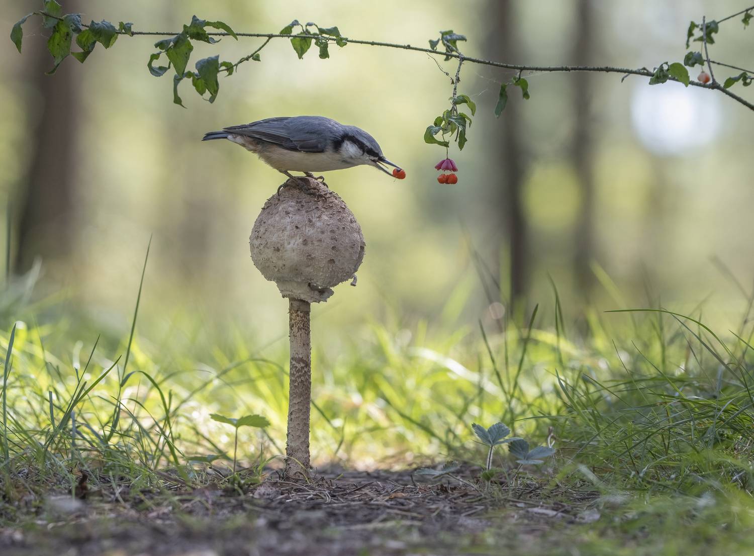 гриб,природа, лето,лес,поползень, Андрей Киселёв
