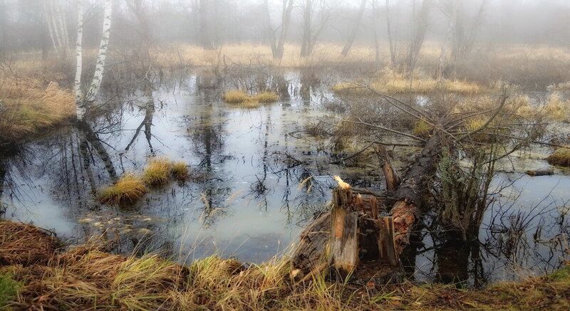 Путешествие по реке Востре.....царство бобров.....photo preview