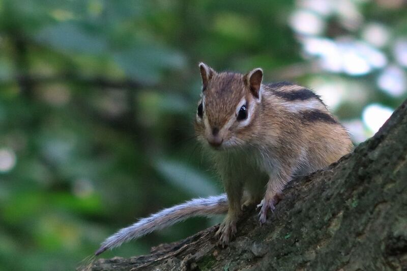 бурундук,животные,природа,фауна Бурундук на деревеphoto preview