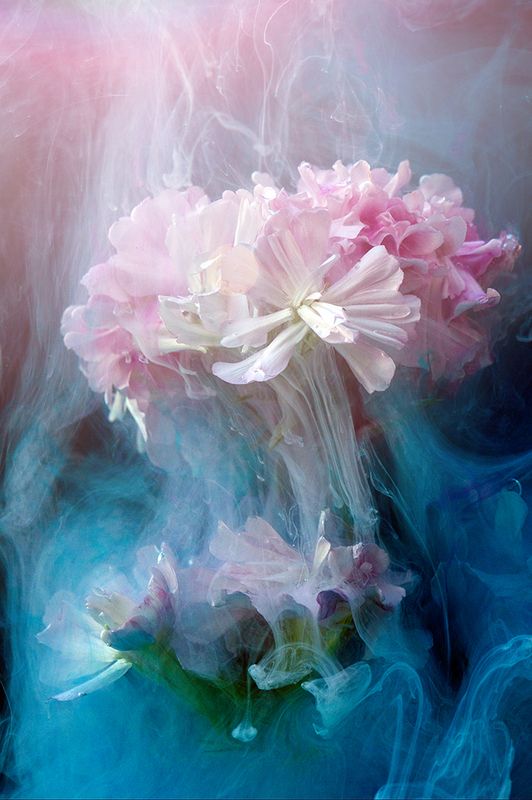 Saponariaphoto preview