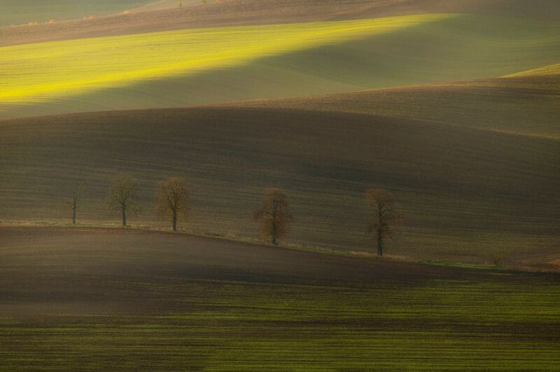 field, tree, sunset In the fieldphoto preview