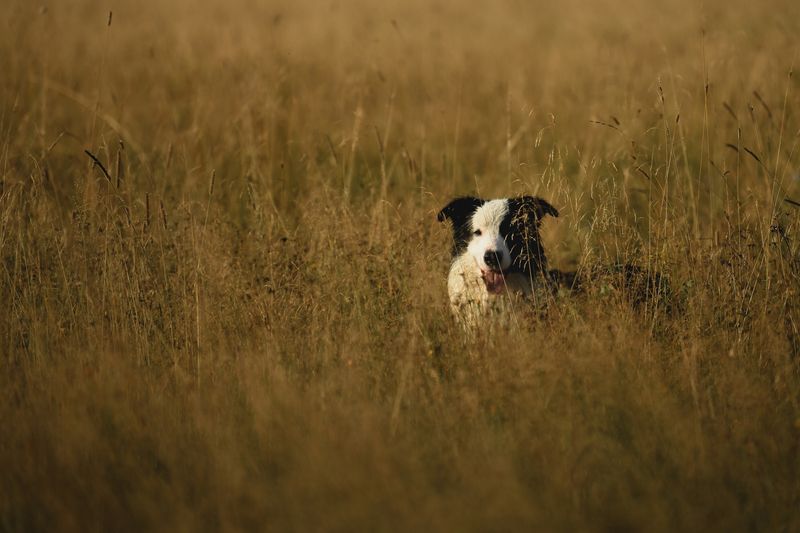 Утро в полеphoto preview
